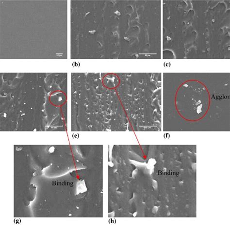 Scanning Electron Microscope Micrographs Of The PDMS And CB Composite