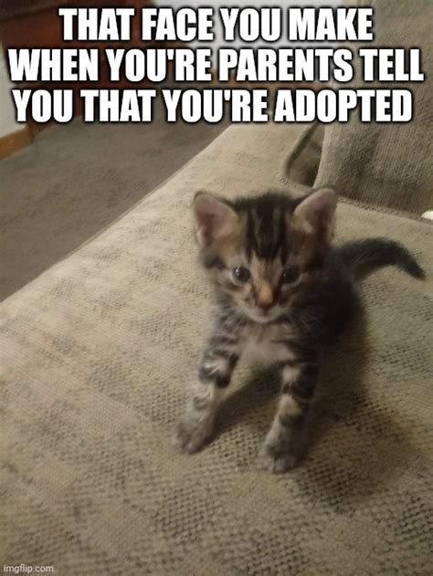 Youre Adopted Imgflip