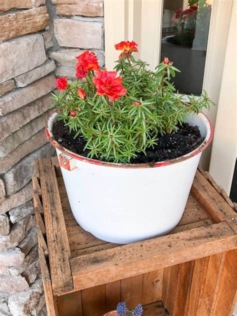 Container Plants for Full Sun