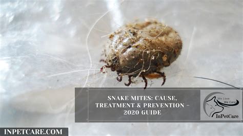 Snake Mites: Causes, Treatment And Prevention In 2021