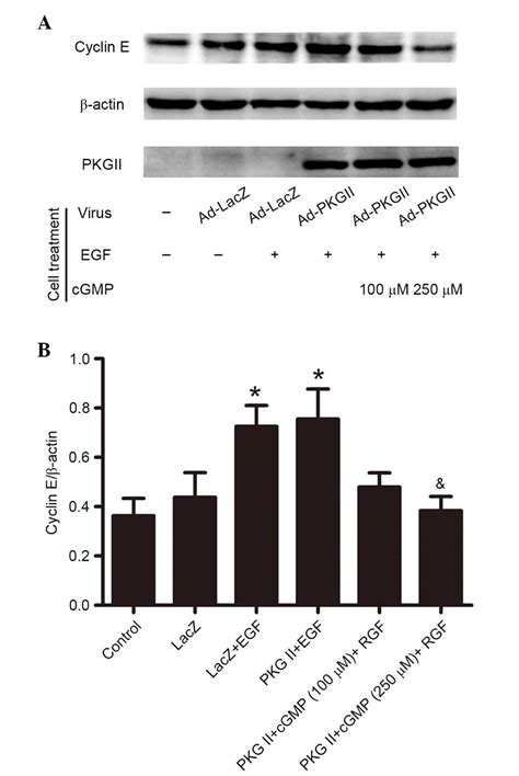 Type Ii Cgmpdependent Protein Kinase Inhibits Egfinduced Jak Stat