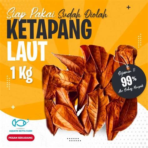 Jual Daun Ketapang Laut Olahan 1 Kg Termurah Harga Grosir Terupdate