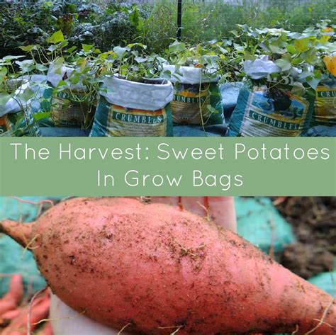 How To Grow Sweet Potatoes In Grow Bags Step By Step Guide