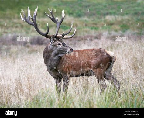 Red Deer Habitat High Resolution Stock Photography And Images Alamy