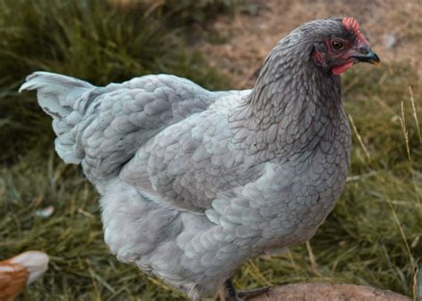 The Best Chicken Breeds In The Philippines