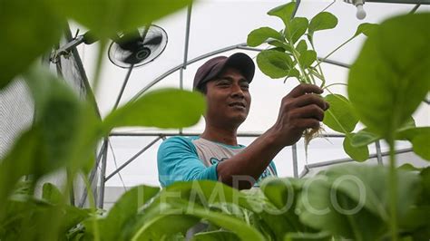 Pemanfaatan Ruang Di Atap Masjid Untuk Budidaya Hidroponik Berbasis