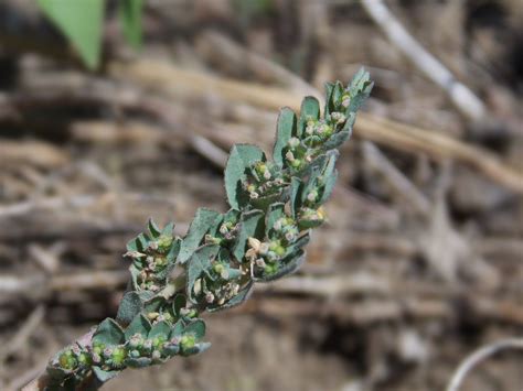 Euphorbia Prostrata Detail Fsus