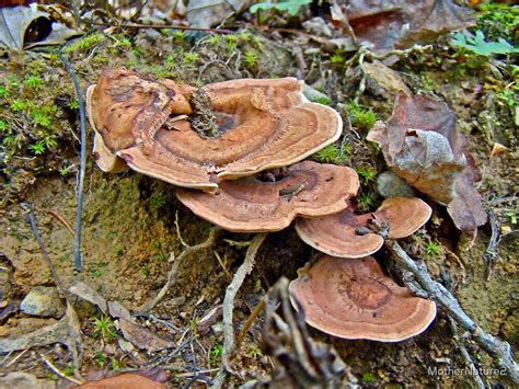 Shiny Cinnamon Polypore Coltricia Cinnamomae Fungi By