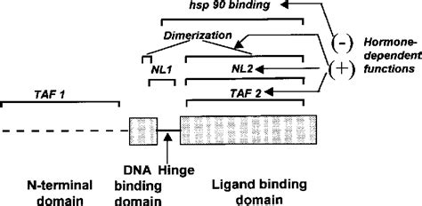 Pdf Ru486 Mifepristone Mechanisms Of Action And Clinical Uses