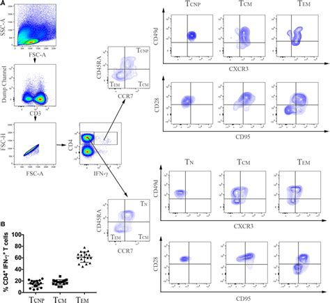 Frontiers Human Cd4 T Cells With A Naive Phenotype Produce Multiple