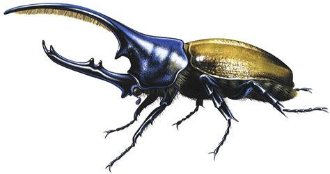 Incredible Hercules Beetle Artwork