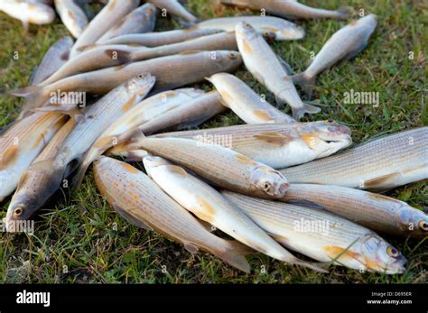Grayling A Rare And Tasty Fish Lives In The Mountain Rivers Stock