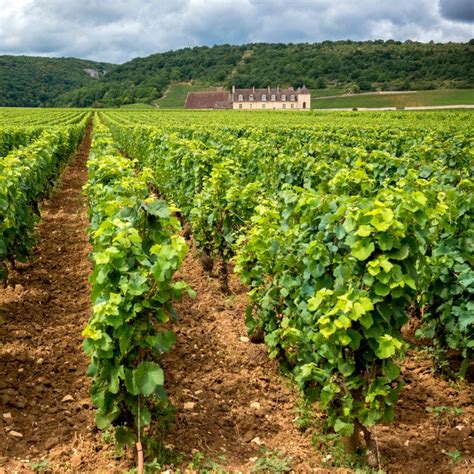 8 Fantastic Wine Tours To Experience In France | TravelAwaits