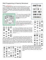 Dna Fingerprinting Worksheet PDF Gel Electrophoresis Dna