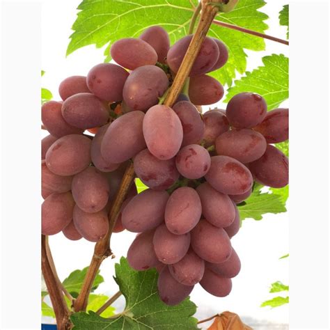 Продам Виноград элитных столовых сортов, Запорожская обл — Agro-Ukraine