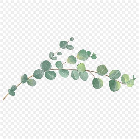 Eucalyptus De Plante De Mariage Aquarelle Png Yugali Plante De