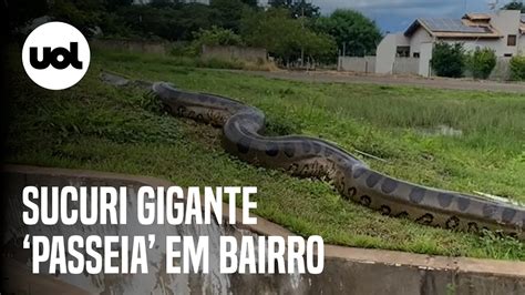 Sucuri Gigante Passeia Perto De Moradores Em Bairro De Bonito MS