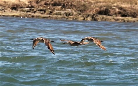 Marbled Godwit Limosa Fedoa West Coast North America Coke Smith