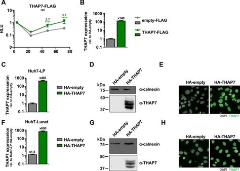 Figure A9 HCV Replication Upon Overexpression Of THAP7 FLAG And