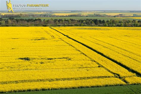 Colza vue aérienne Photos et vidéos aériennes en paramoteur Colza