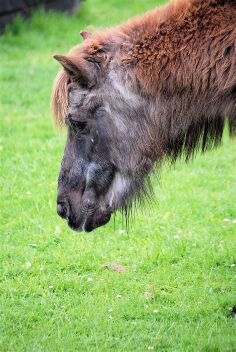 Pony Pferd Weiden Kostenloses Foto Auf Pixabay Pixabay