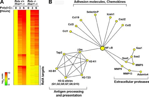 Role Of Rela In Rlr Triggered Primary Antiviral Gene Expression A