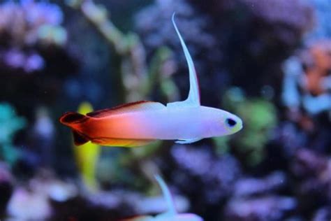 Firefish Goby For Sale (Nemateleotris magnifica). TOP Care facts ...