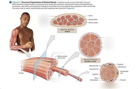 Chapter 9 Skeletal Muscle Tissue Diagram Quizlet