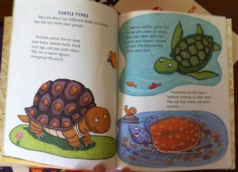 How The Turtle Got Its Shell By Justine Korman Fontes Goodreads