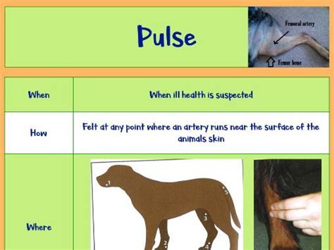 Animal Care Pulse Flashcard Teaching Resources