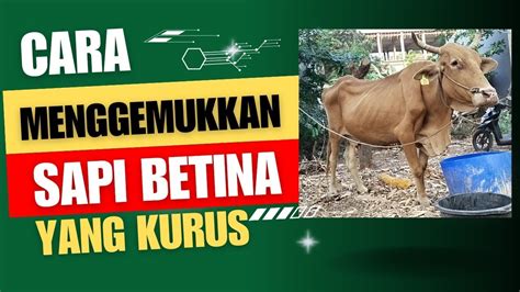 Cara Menggemukan Sapi Betina Yang Kurus YouTube