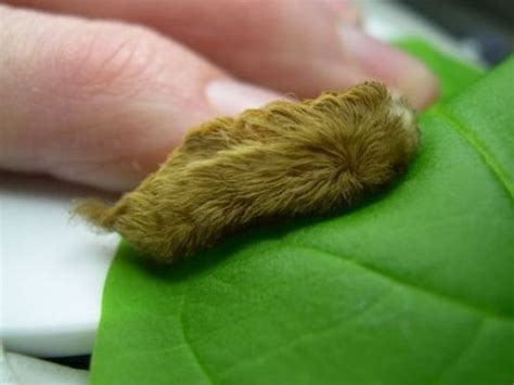 Venomous Puss Caterpillars Are Back In Florida