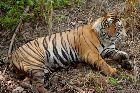 Comprehensive Guide to Periyar National Park - Travel Destination Club