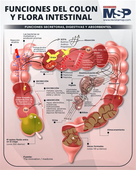 Cond N Intercambiar Insatisfactorio Funciones De Las Bacterias De La