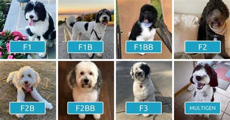 Bernedoodle Generations Explained F1 F1b F1bb F2 F2b F2bb F3