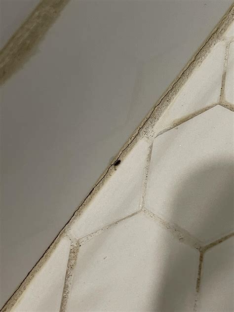 Tiny oblong bugs in shower : r/whatisthisbug