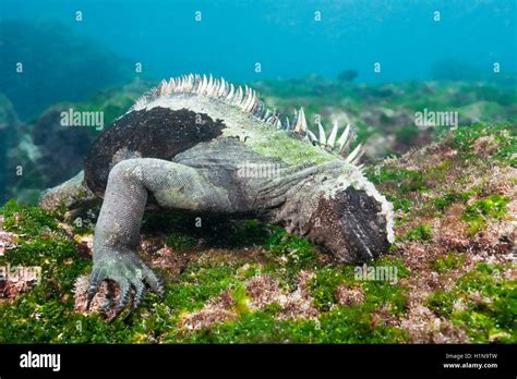 Marine Iguana Feeding At Sea Amblyrhynchus Cristatus Cabo Douglas