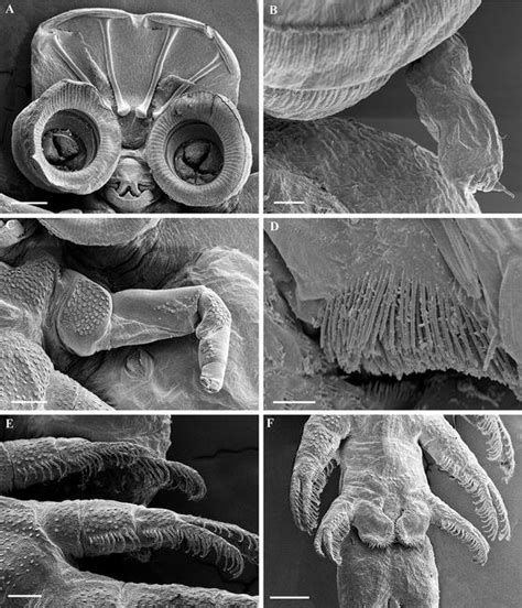 Scanning electron micrographs of females (A, C, E–F) and sub-adult ... 