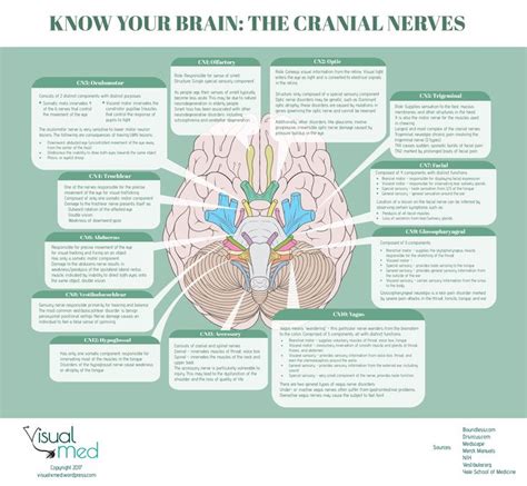 Cranial Nerves 12 Amazing Ways To Be Mind Blown