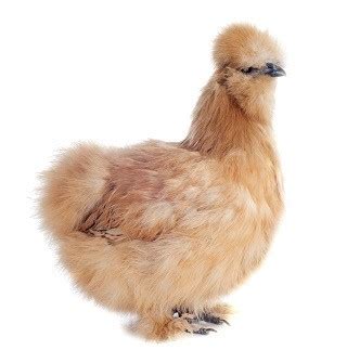 Silkie Chicken Breed Profile Eggs Height Size And Care Guide