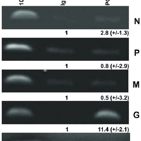 The Cellular PCBP2 Protein Selectively Interacts With The G MRNA During