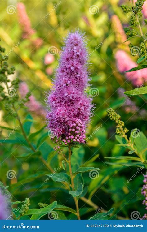 Spiraea Douglasii Flower Blooming Known As Hardhack Steeplebush And