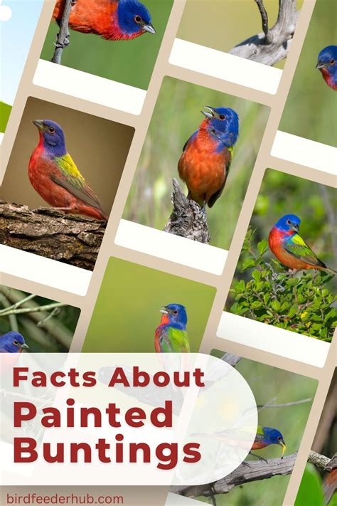 Facts About Painted Buntings With Photos Artofit