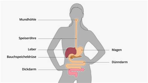 Verdauung Und Stoffwechsel
