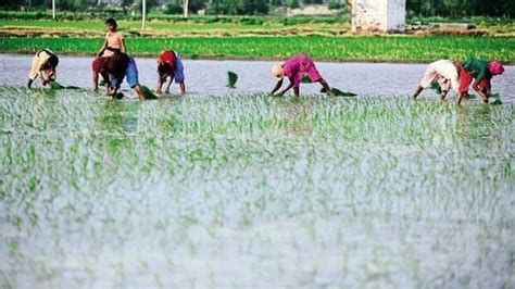 Kharif Crop Sowing At 11046 Mn Hectares Surpasses Normal For The