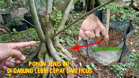 Bahan Bonsai Cepat Besar Youtube