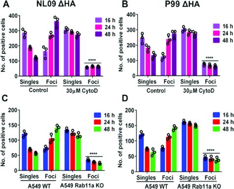 Disruption Of Actin Or Loss Of Rab11a Abrogates Direct Cell Cell