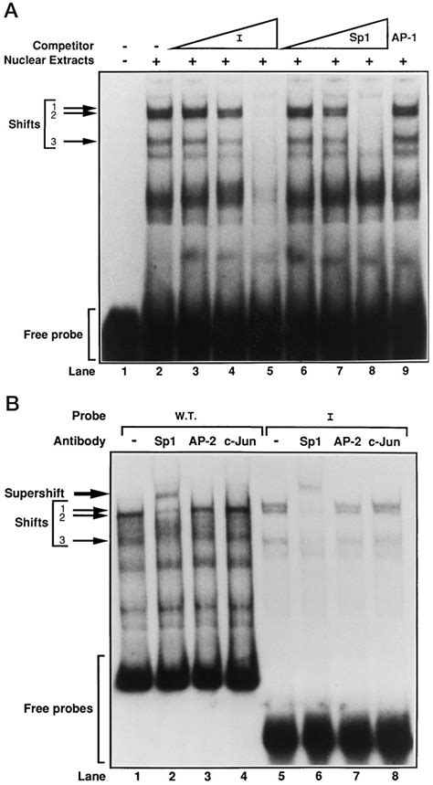Sp1 is the transcription factor binding to box A. A, gel mobility shift ... 