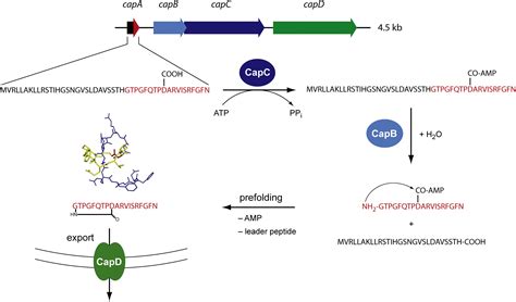 Insights Into The Biosynthesis And Stability Of The Lasso Peptide