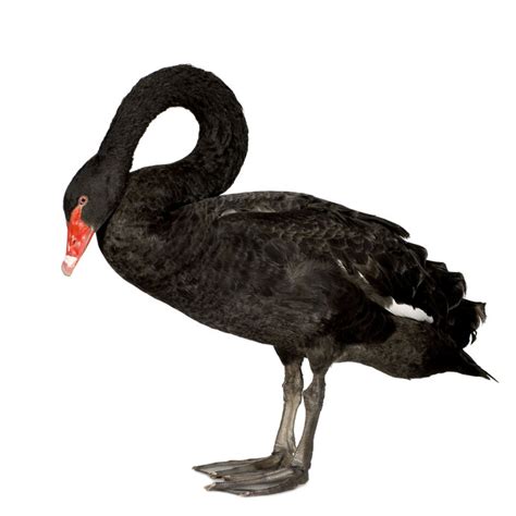 Cisne Negro Cygnus Atratus Características Y Otros Datos